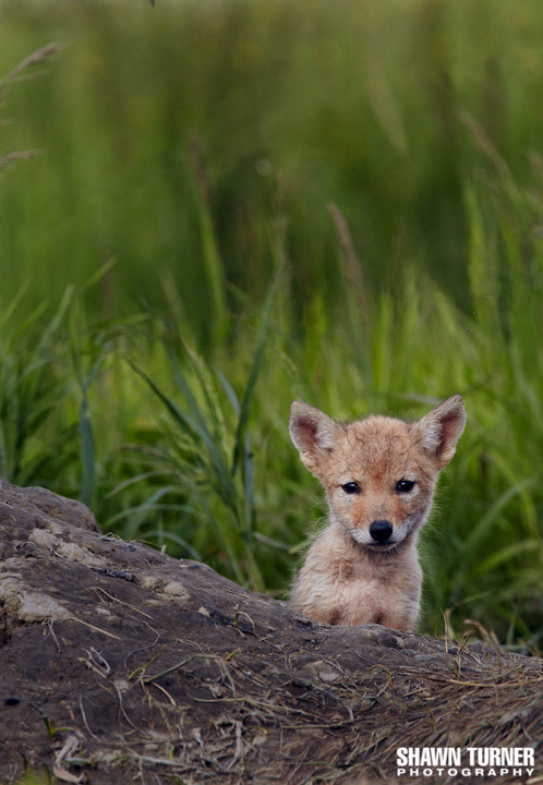 Coyote Pup