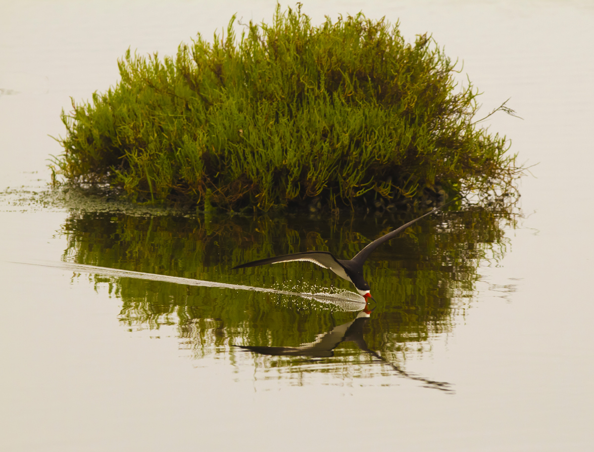 Skimmer