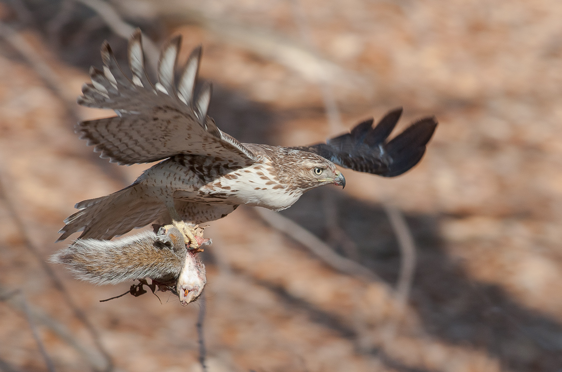 Red-tail Hawk and Prey