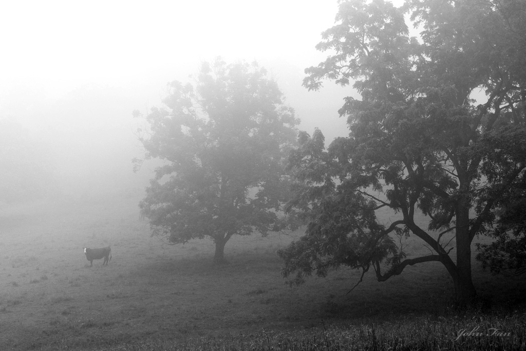 In the Morning Fog