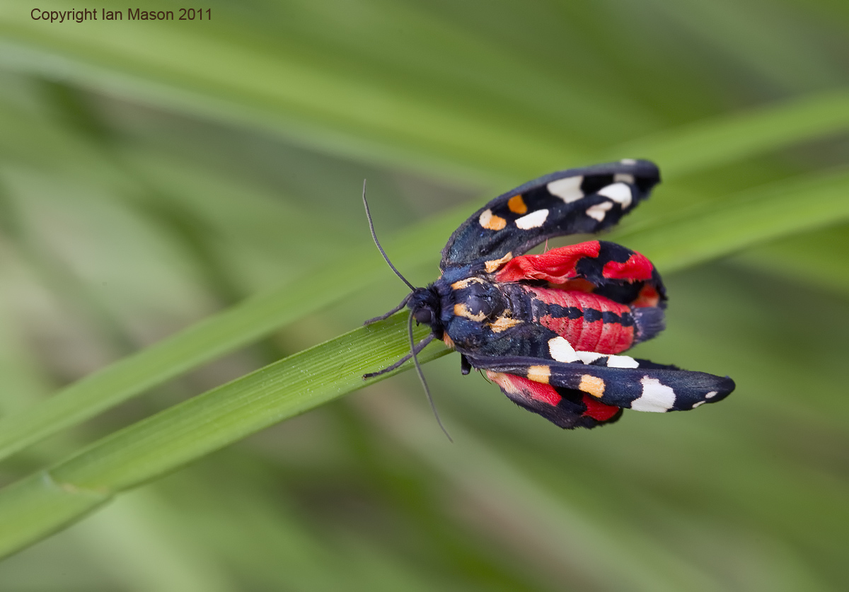Scarlet Tiger Moth