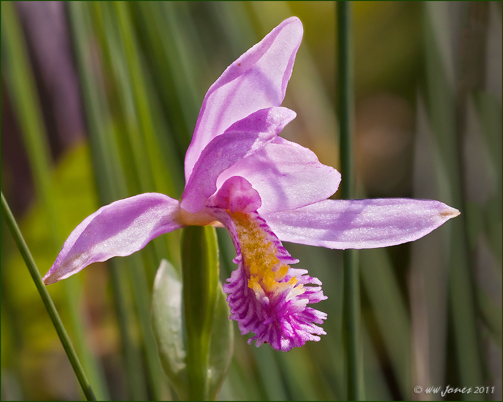 Another Bog Orchid