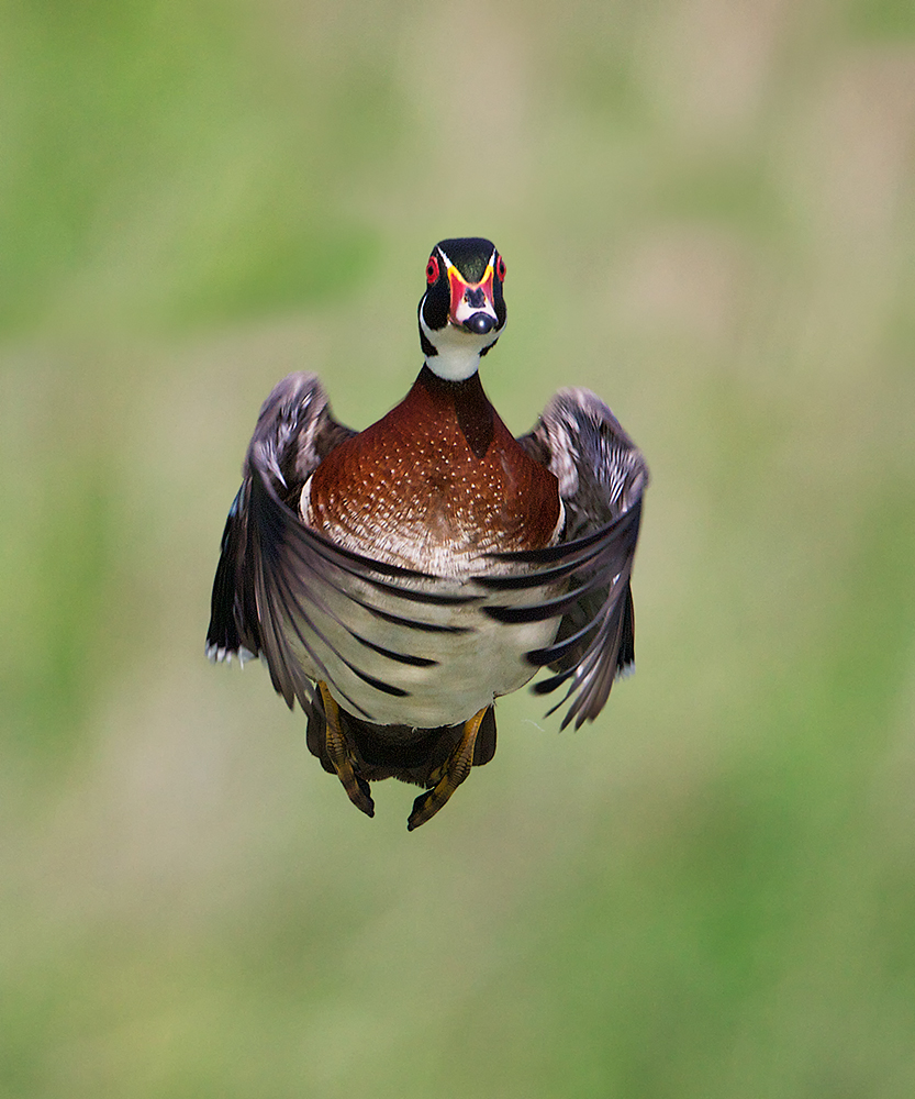 Avian - 1st HM