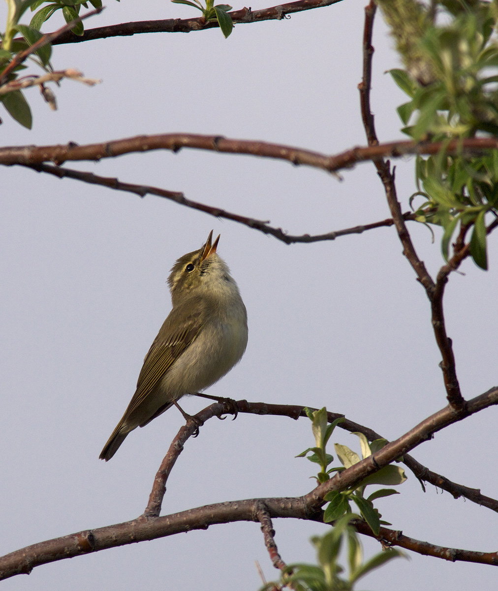 Arctic Warbler