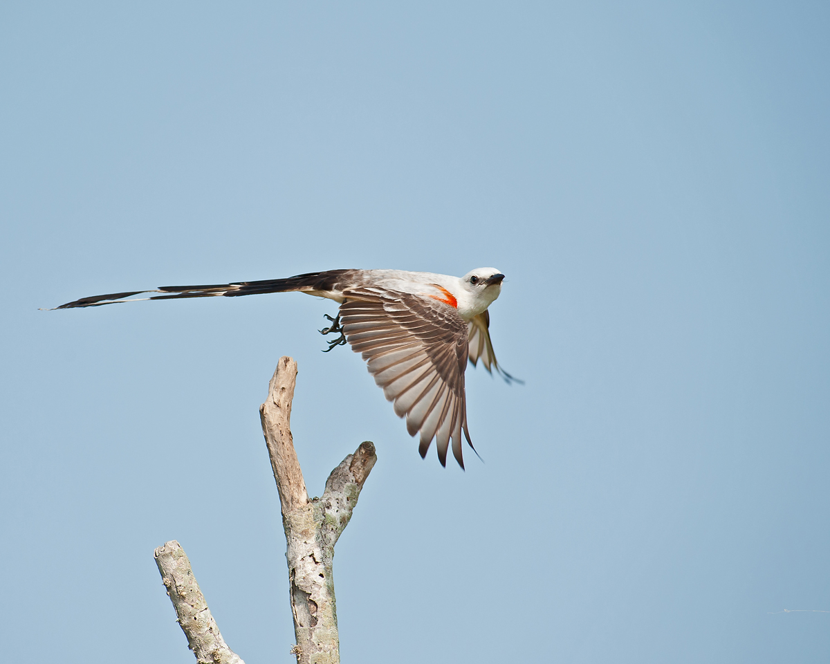 Scissor-tailed Flycatche