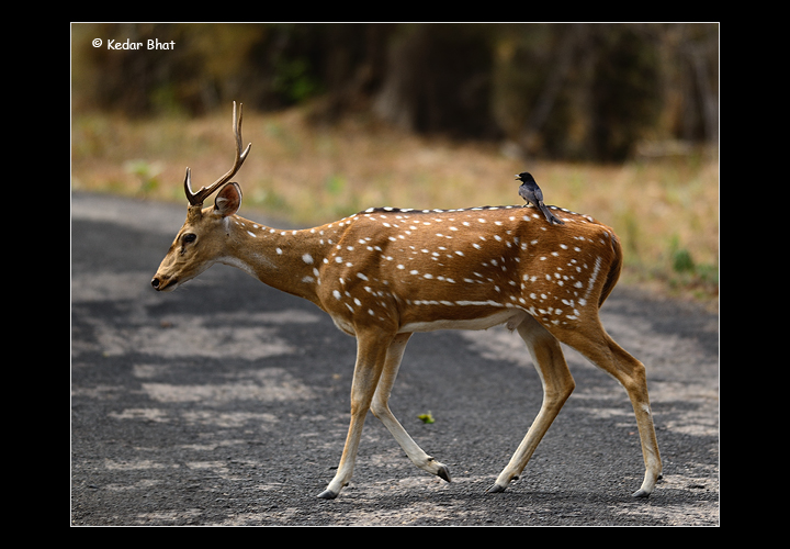Deer and Drongo