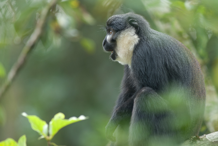L'Hoest Monkey