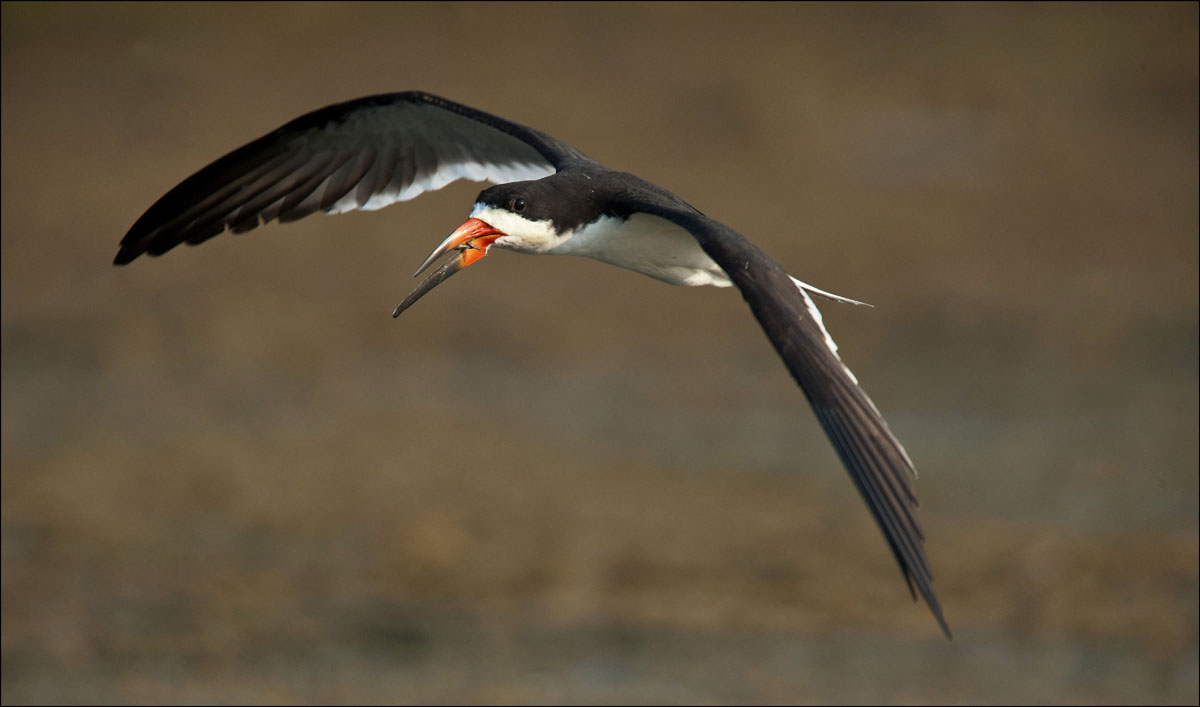 Black Skimmer :: Rynchop