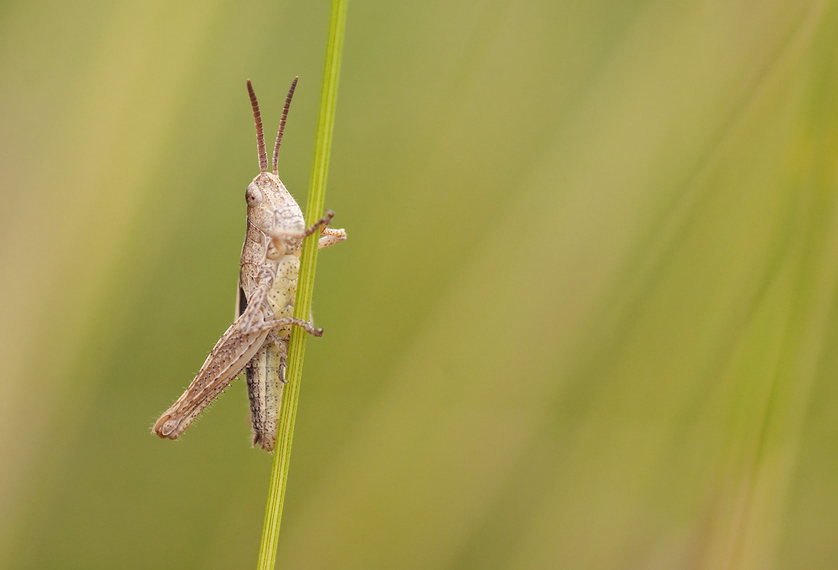 Grasshopper