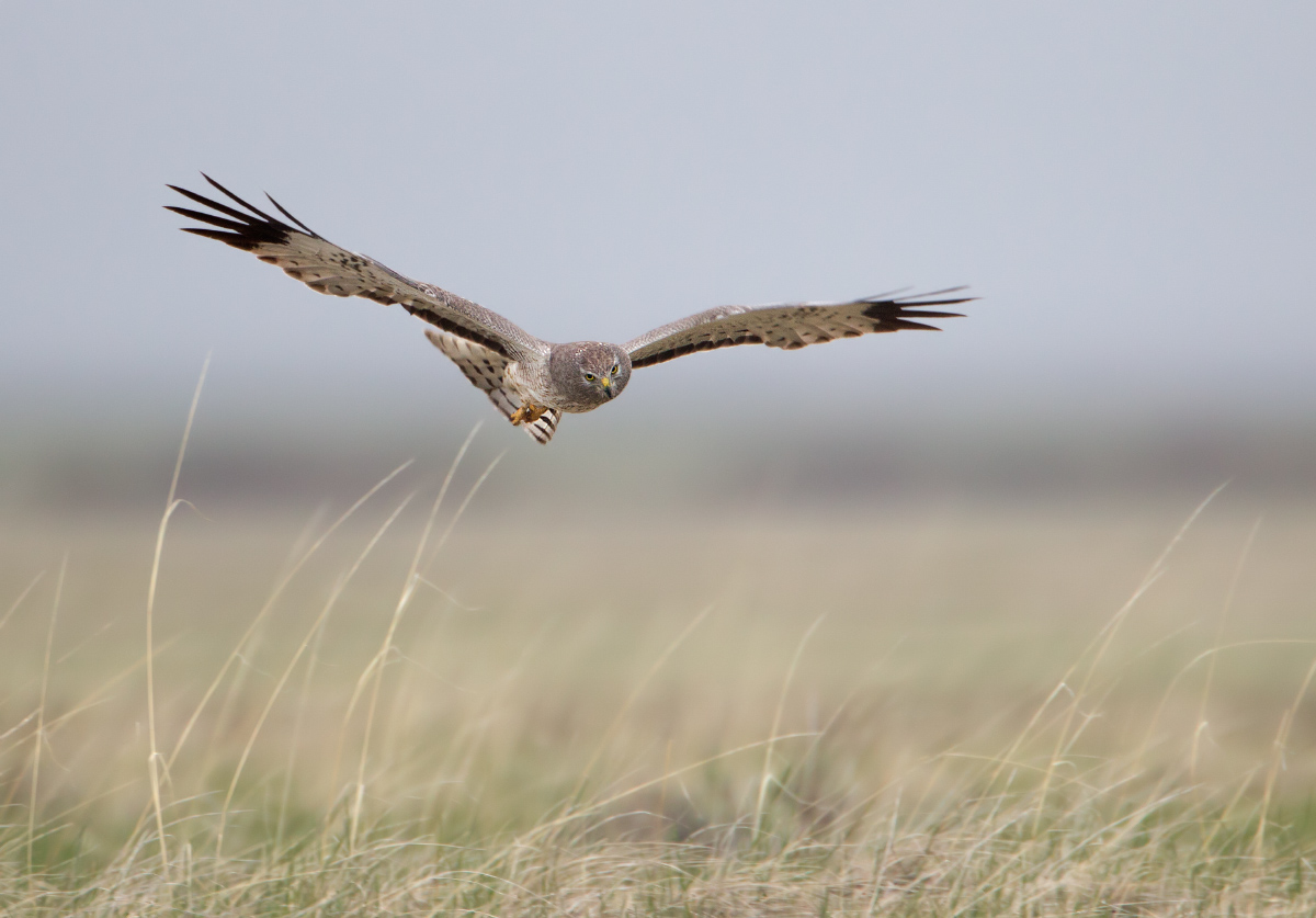 Northern Harrier