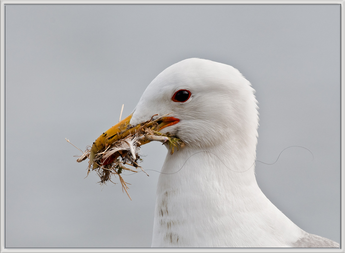 Feathering My Nest