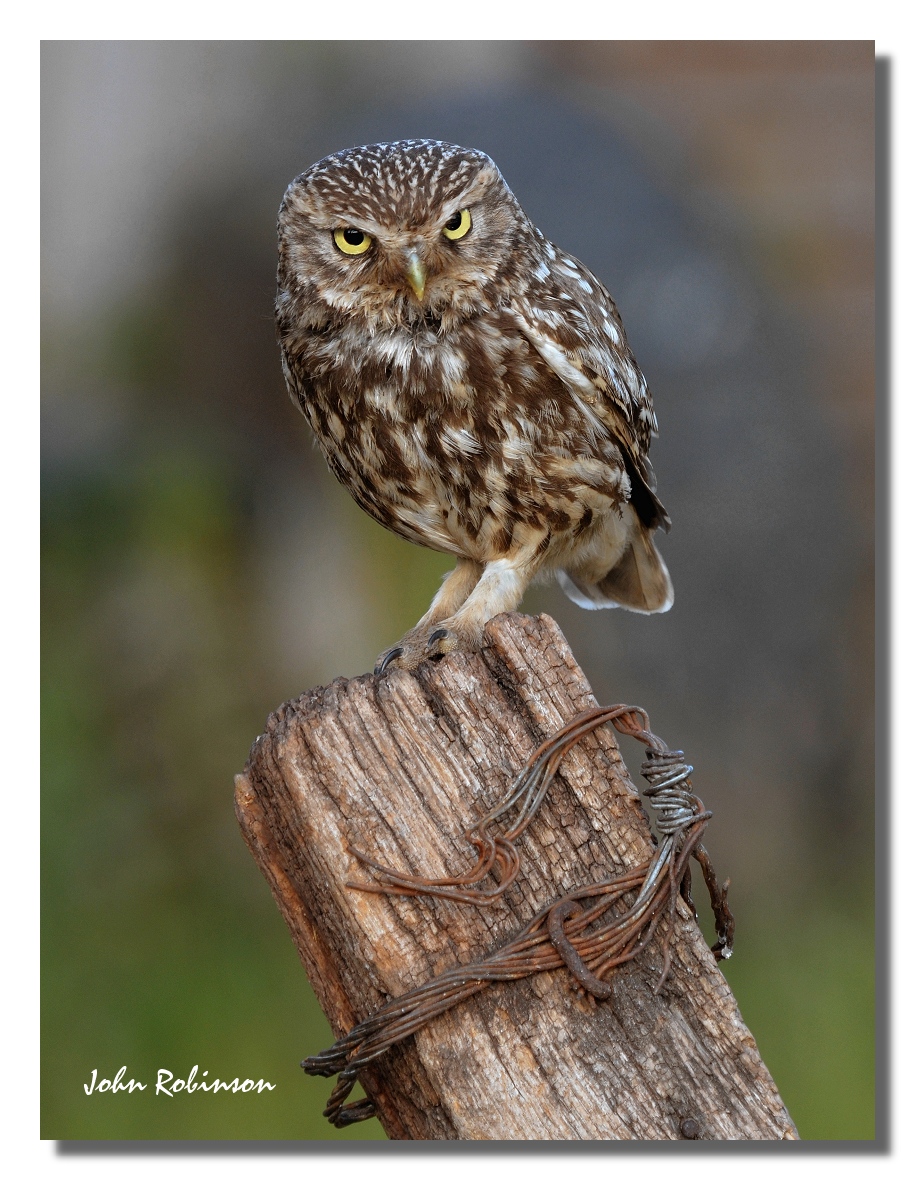 Little owl