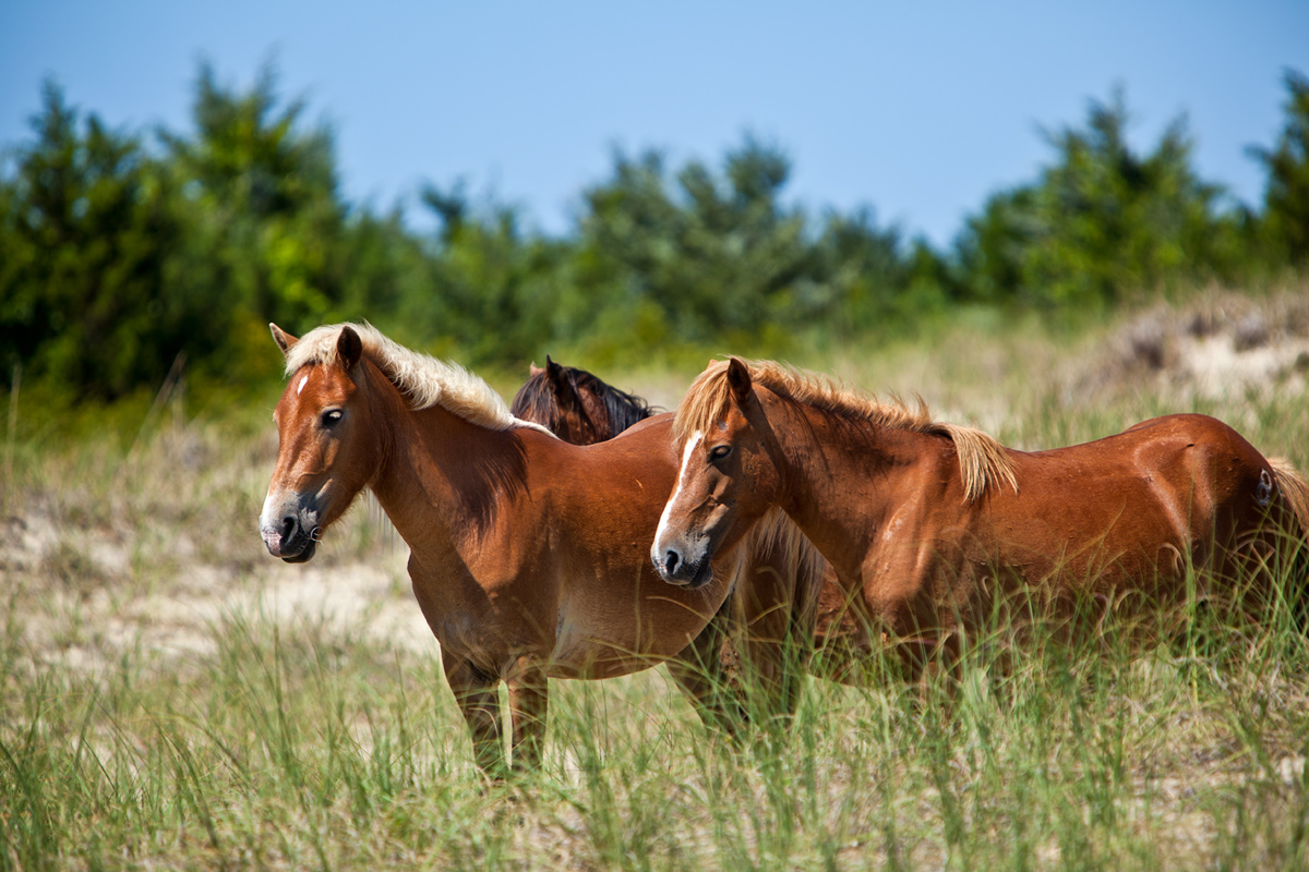 Shackleford Banks Horses