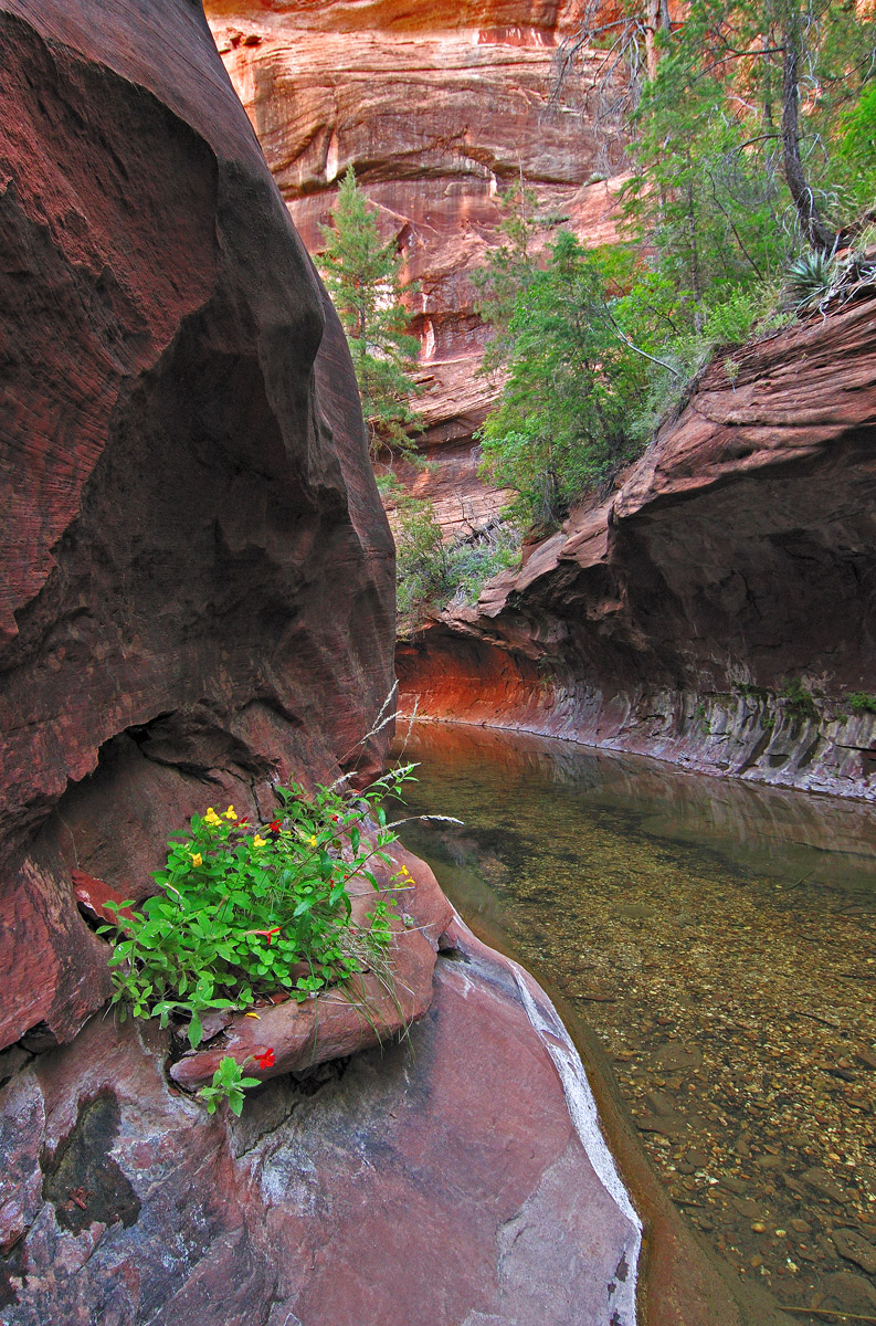 West Fork Bloom +Repost