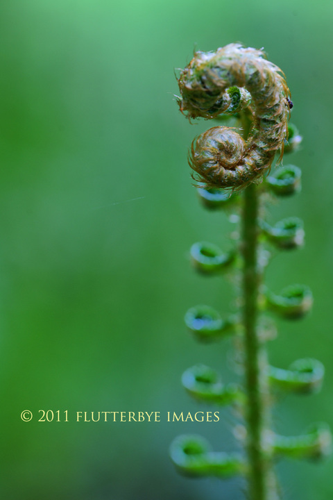 Sword Fern