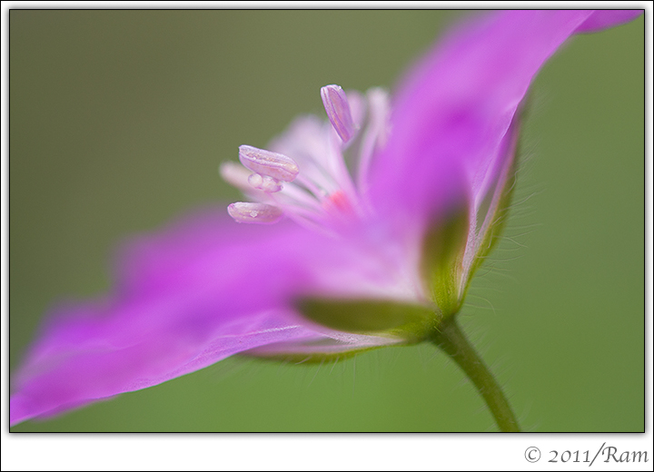 Geranium