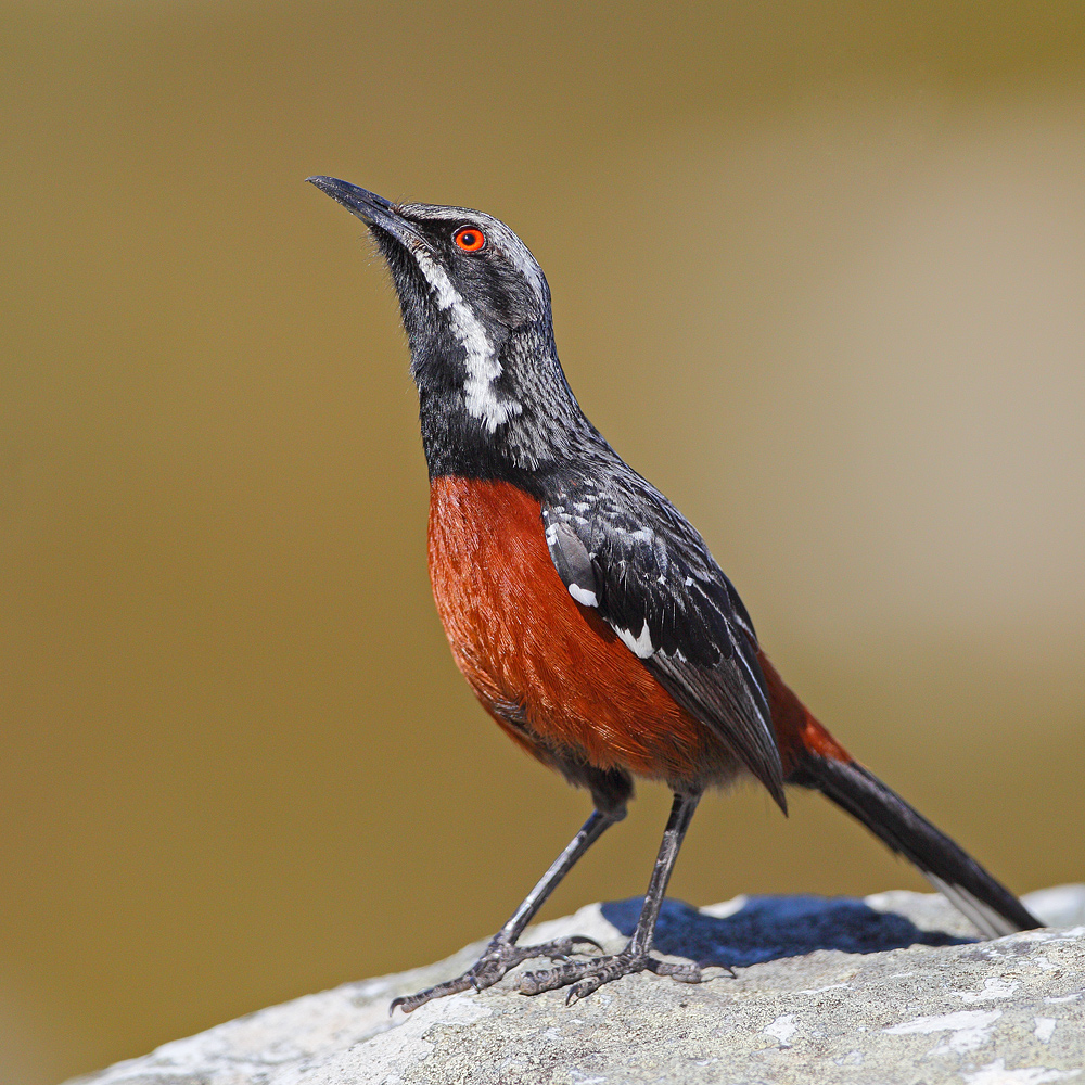 Jolly Jumper