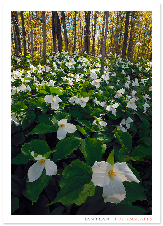 Spring Cascade