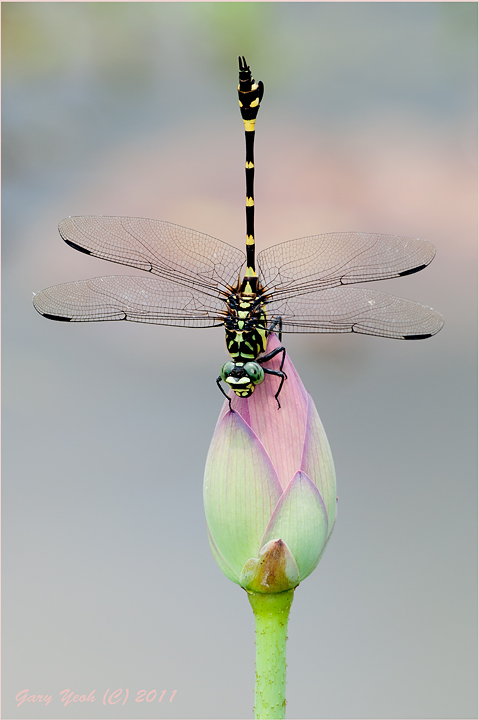 Flangetail on lotus bud