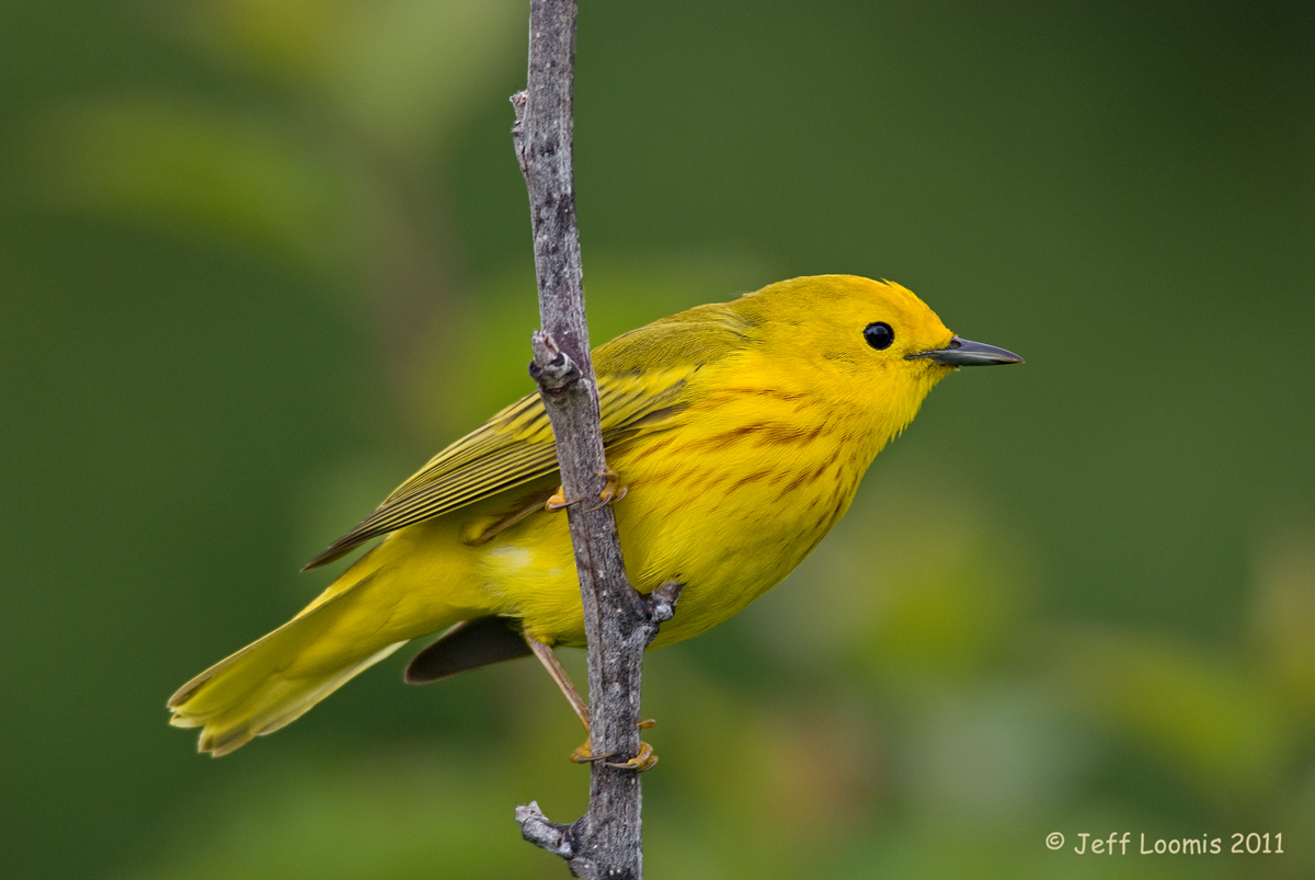 Yellow Warbler