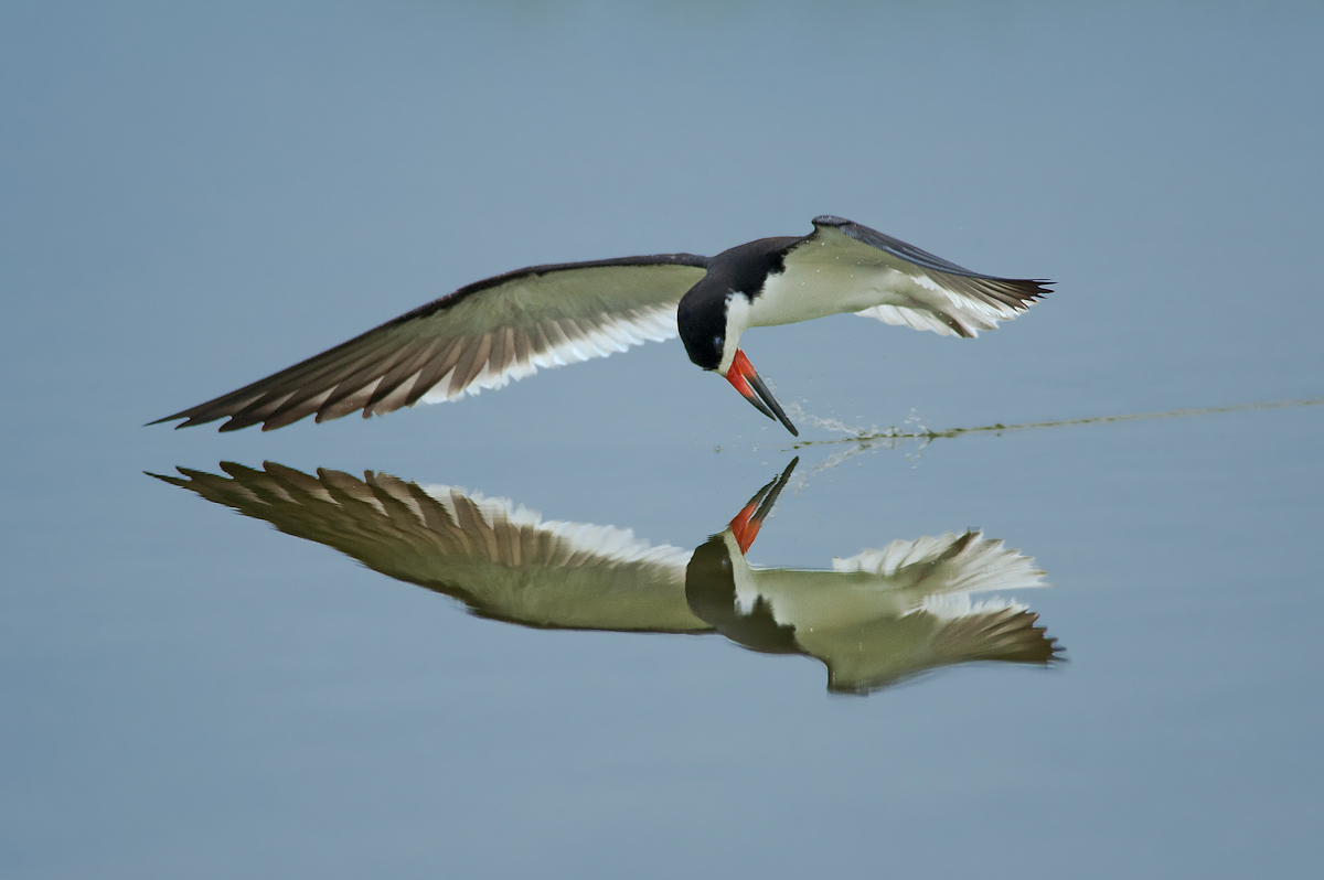 Black Skimmer + REPOST