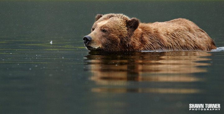 Rainy Swim