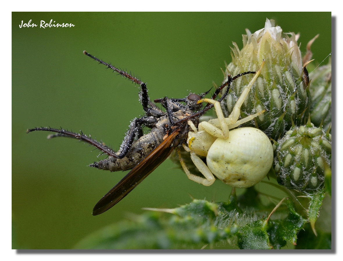 Robber fly outwitted