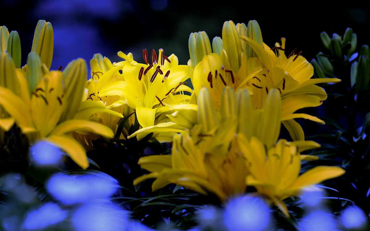 Back yard lillies