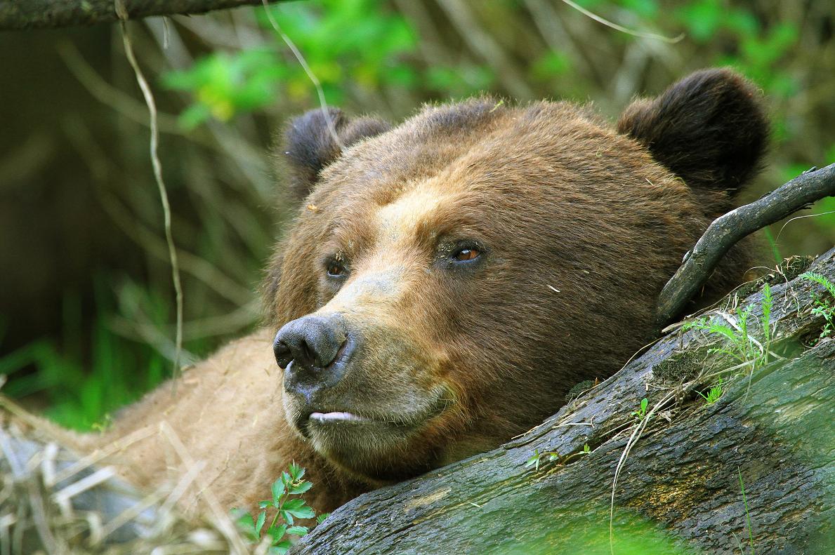 Grizzly bear siesta