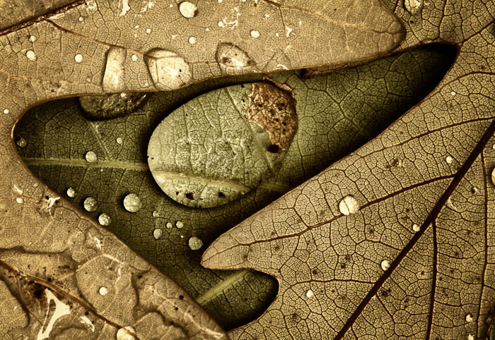 Rain on leaf