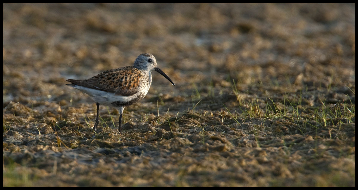 Dunlin :: Calidris alpin
