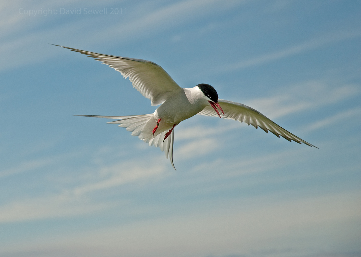 Arctic tern