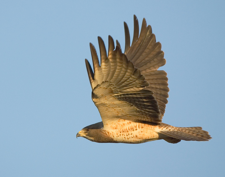 Swainson's Hawk