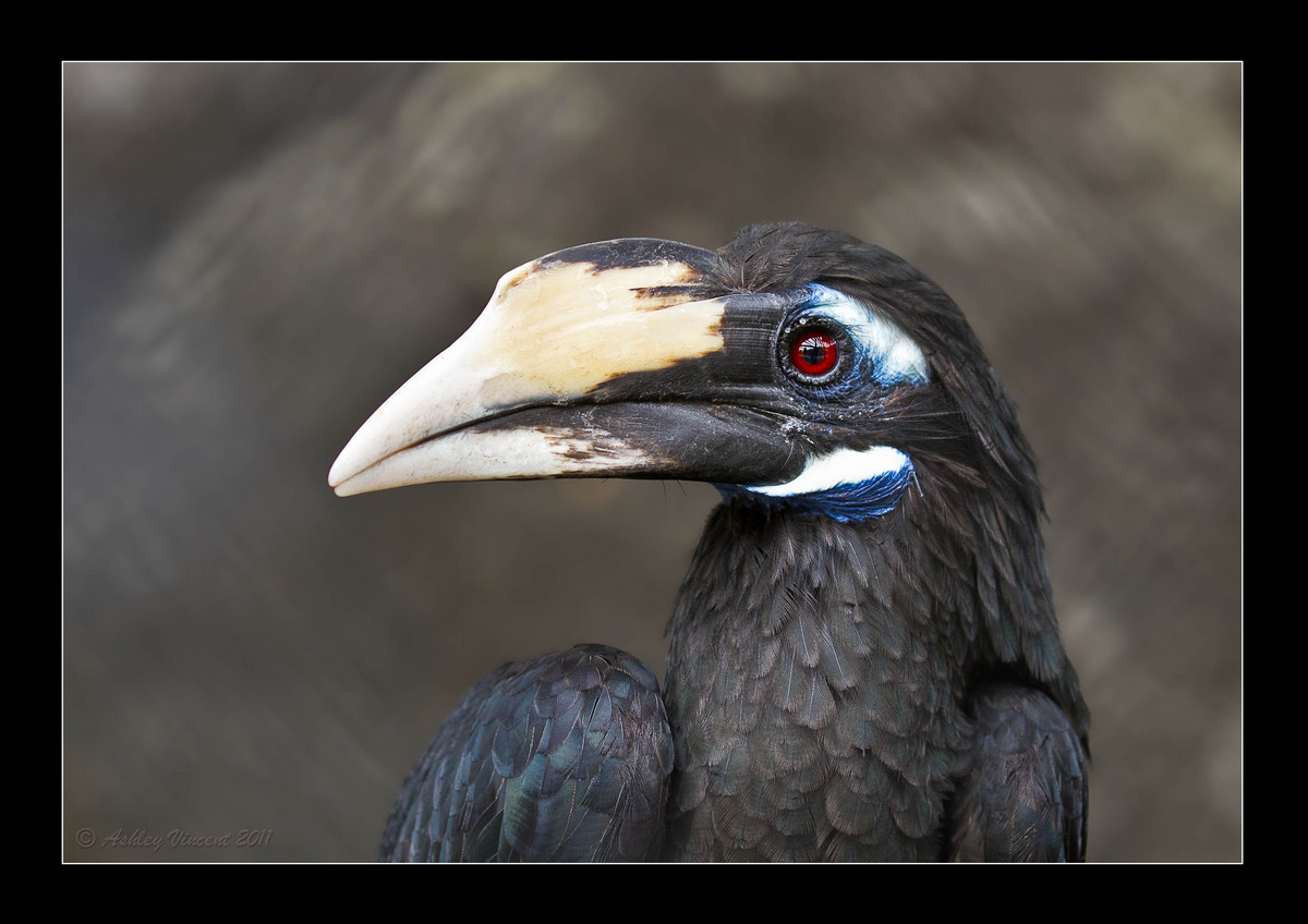 Striking Head Shots II