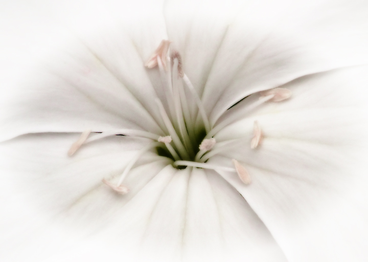 Dianthus Vignette