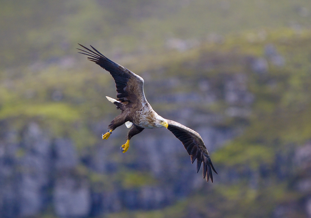 Whit-tailed Eagle
