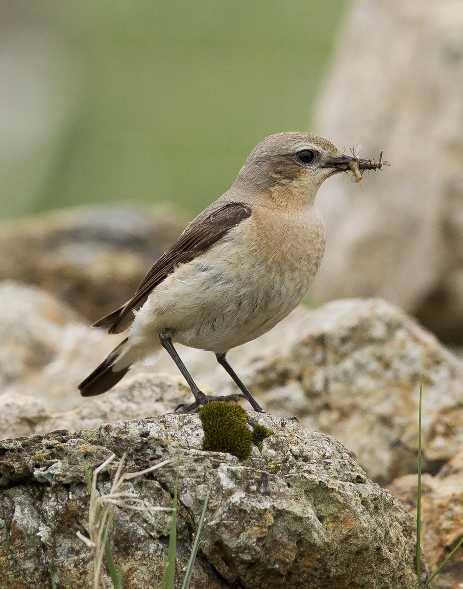 Wheatear