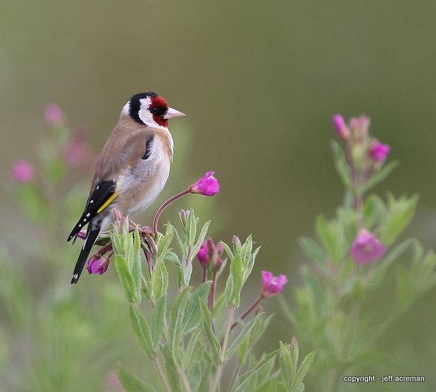 Goldfinch