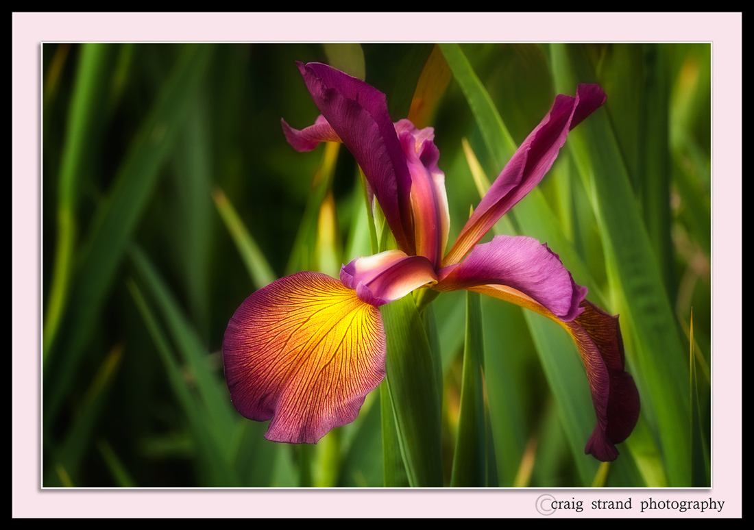 Iris Bloom