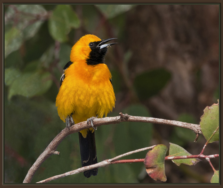 Hooded Oriole