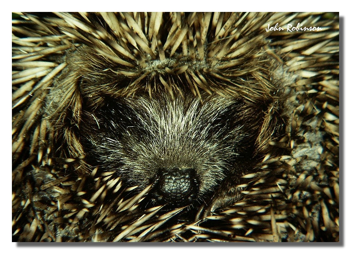 Hedgehog