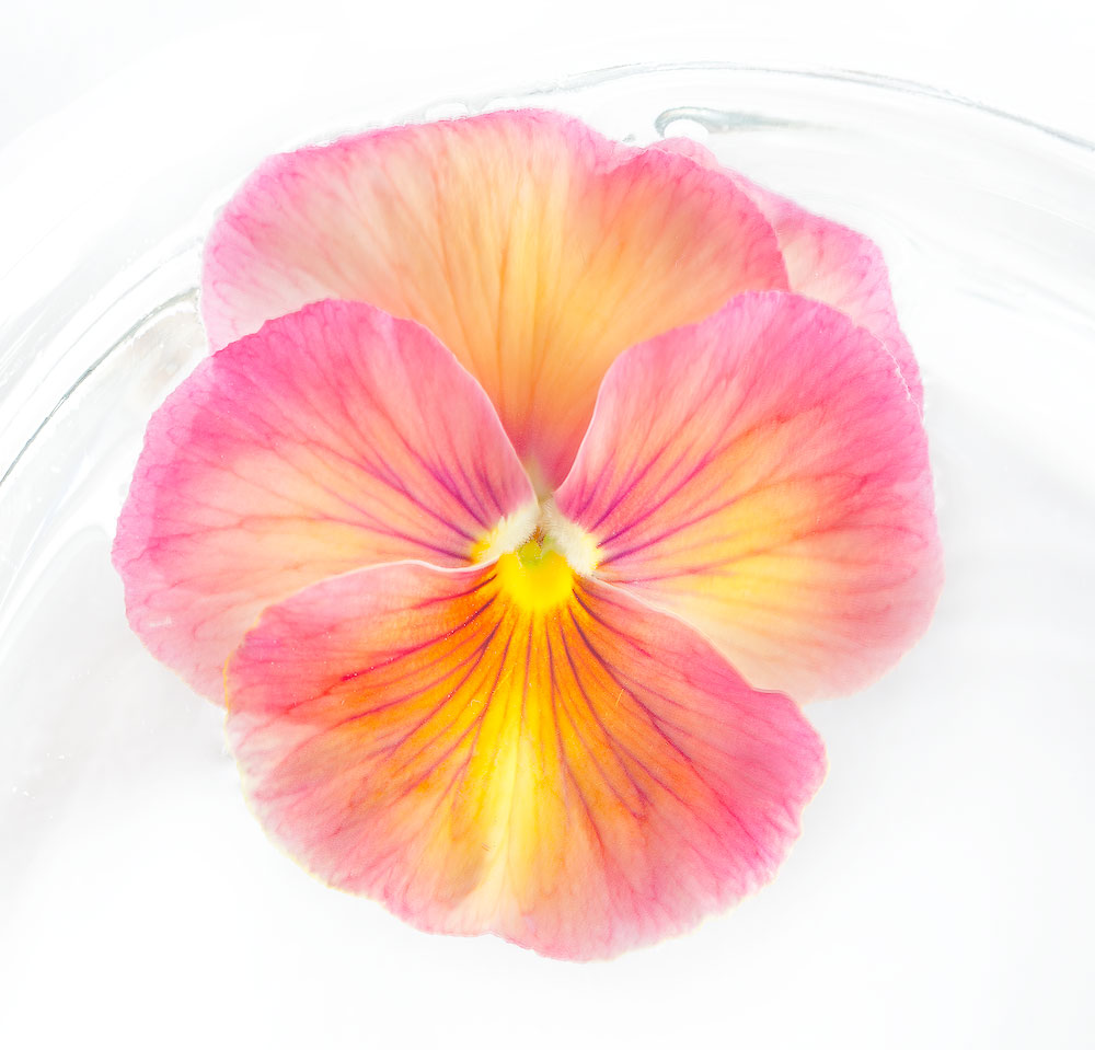 Single Pansy in a Bowl