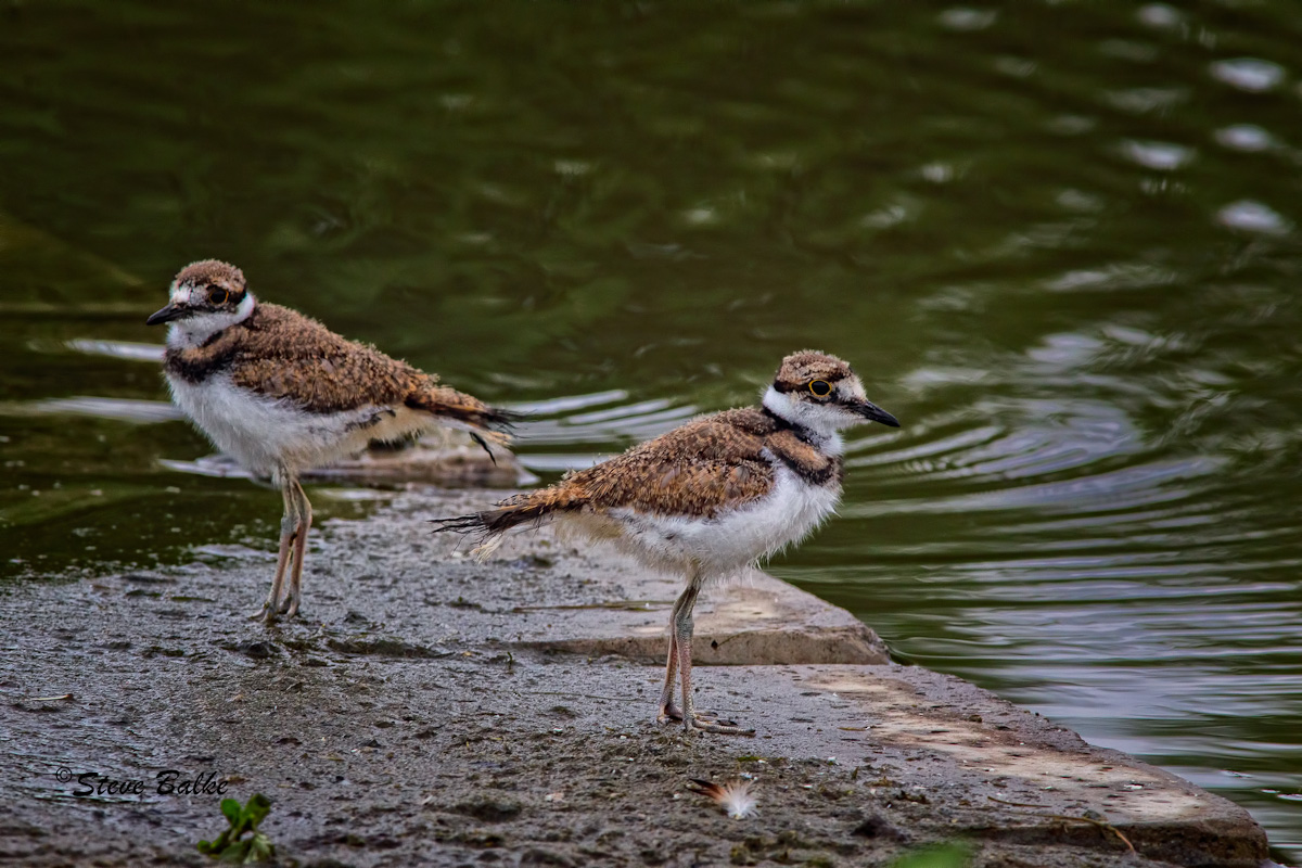 Baby Killdeer