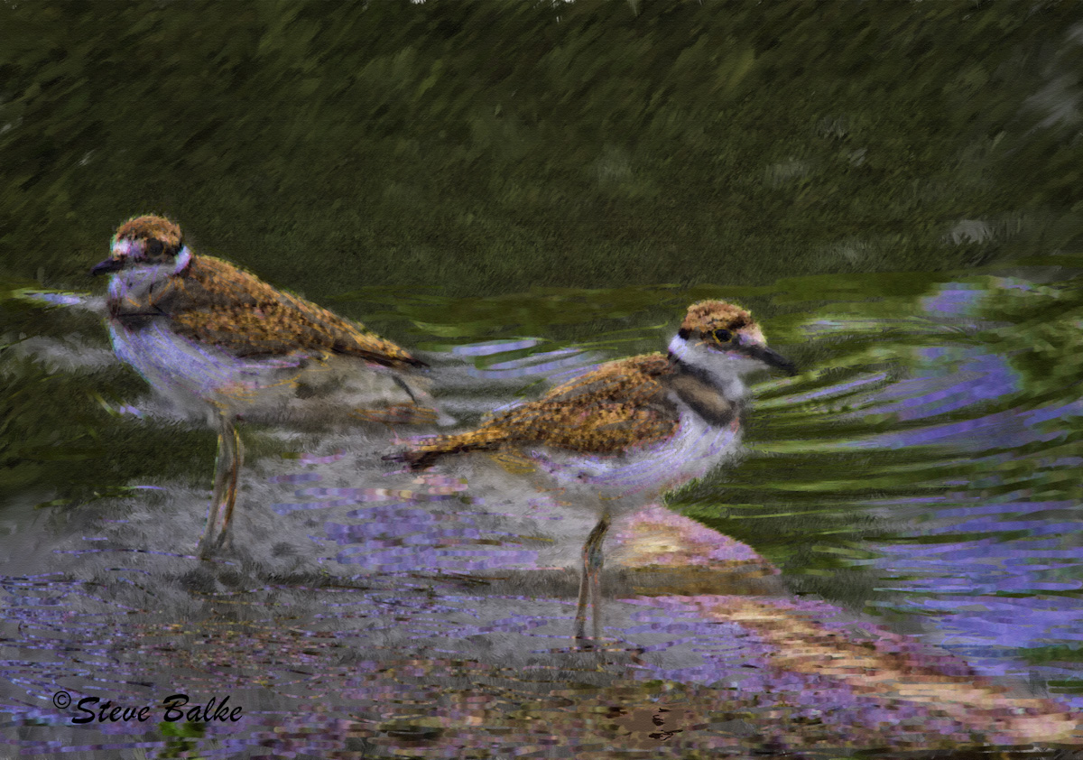 Baby Killdeer