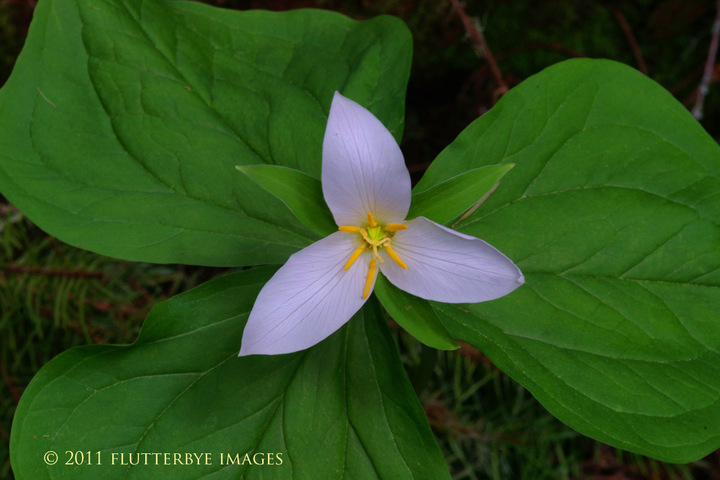 Trillium