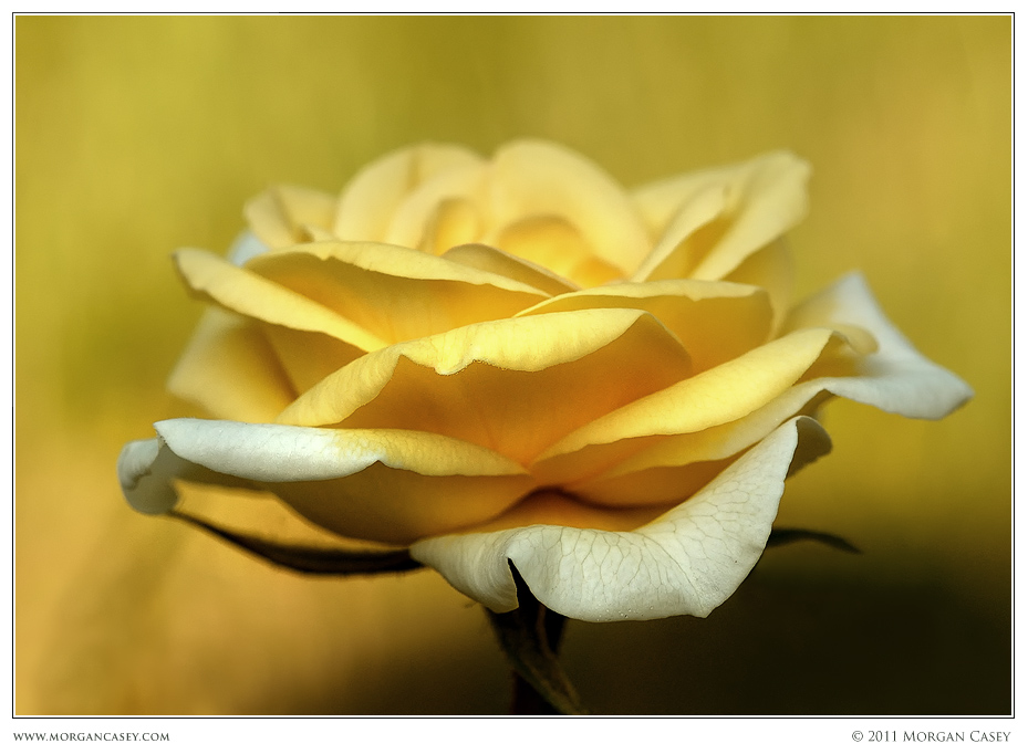 Morning Rose (Repost)