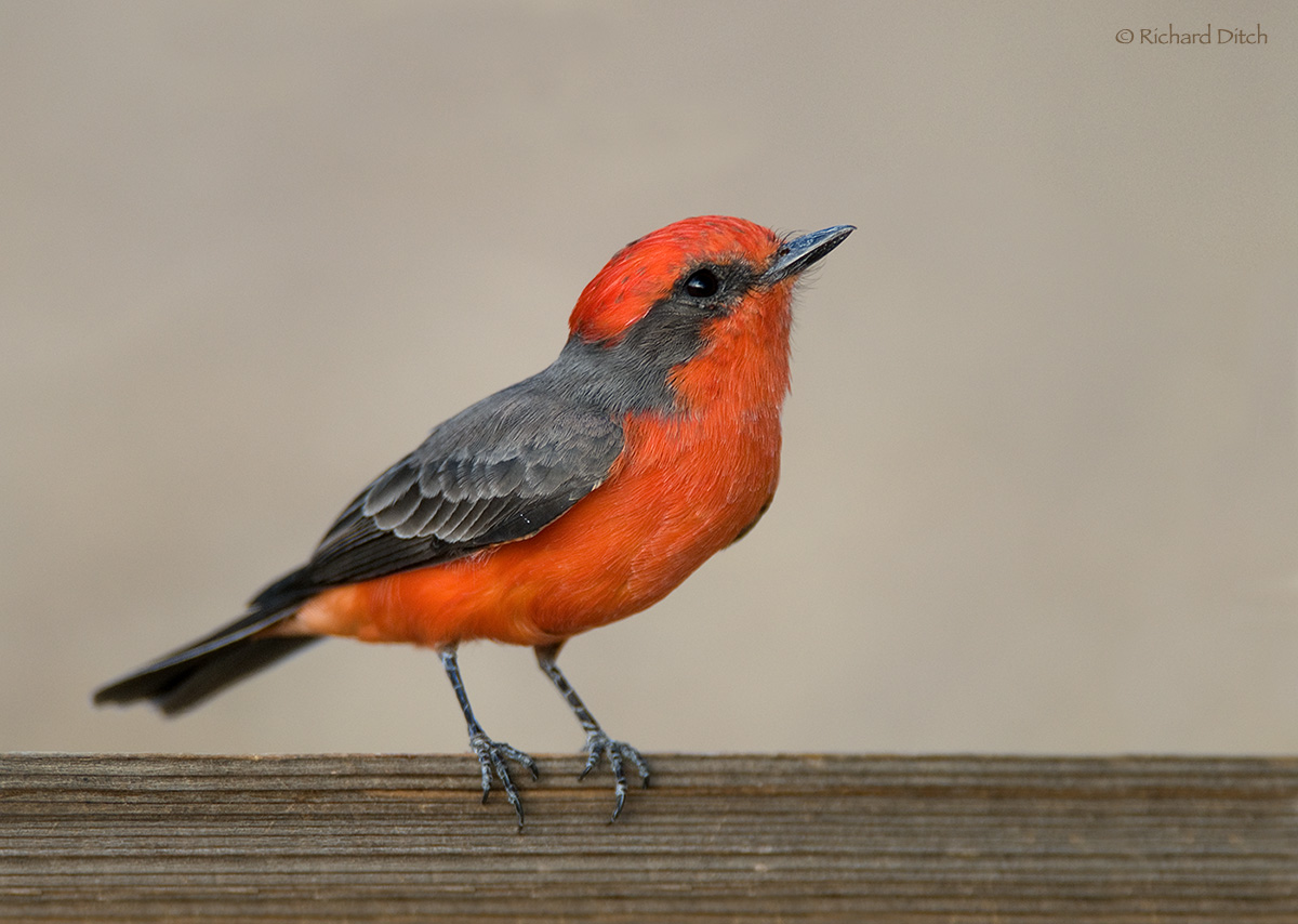 Vermilion Flycatcher