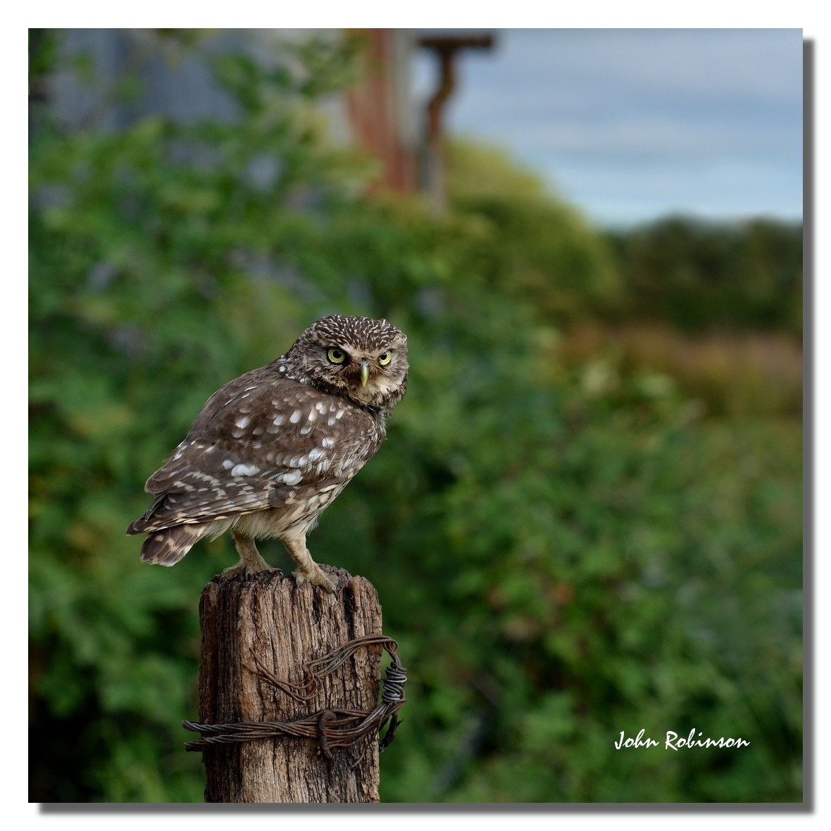 Little Owl +re crop