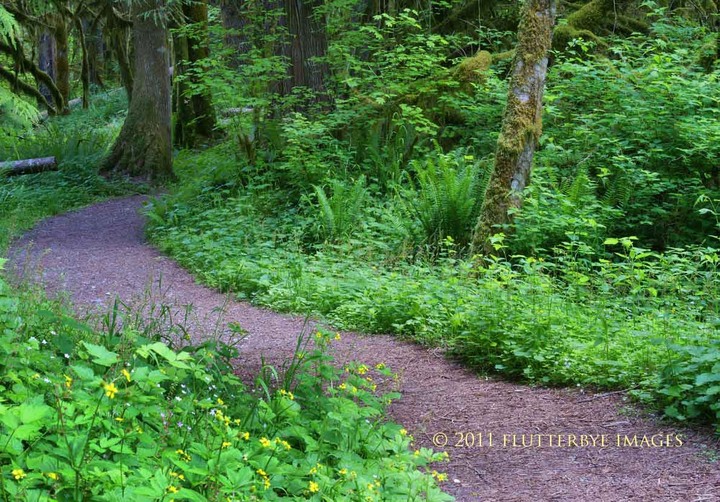 Baker River Trail