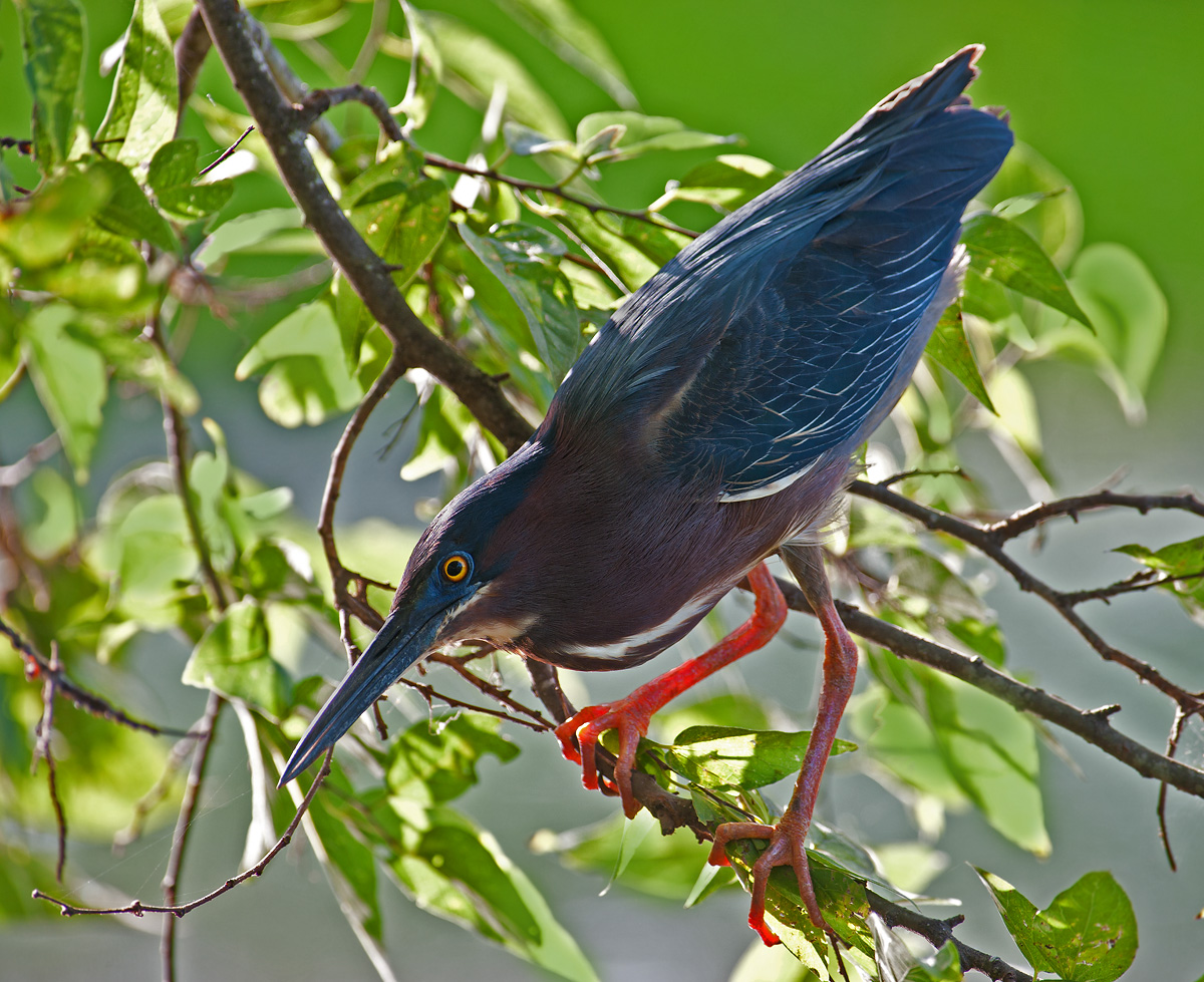 Green Heron